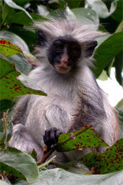 Red Colobus photo: who?